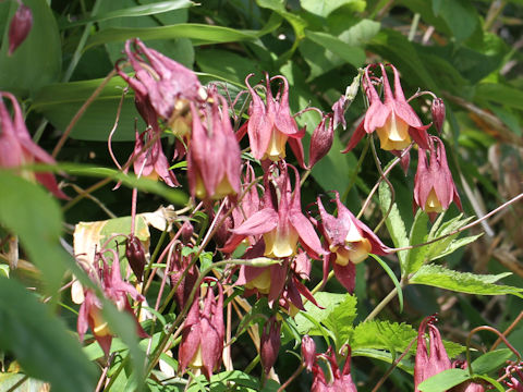 Aquilegia buergeriana