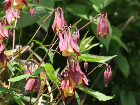 Aquilegia buergeriana