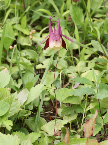 Aquilegia buergeriana