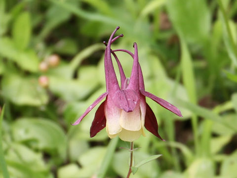 Aquilegia buergeriana