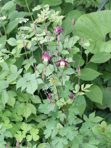 Aquilegia buergeriana