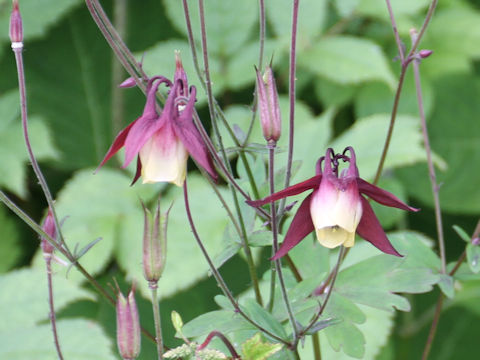 Aquilegia buergeriana