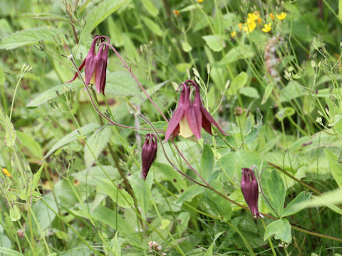 Aquilegia buergeriana