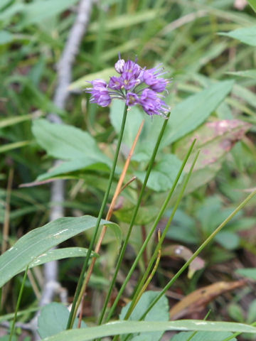 Allium thunbergii