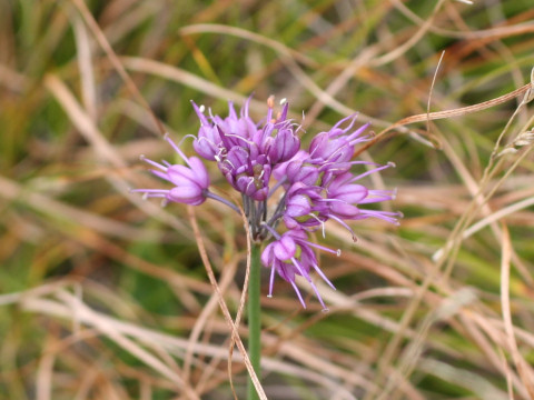 Allium thunbergii