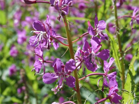 Chamaenerion angustifolium