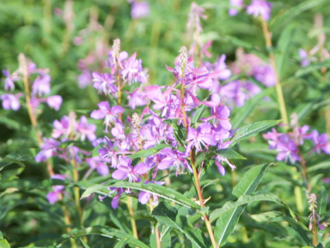 Chamaenerion angustifolium