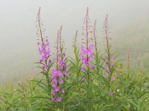 Chamaenerion angustifolium