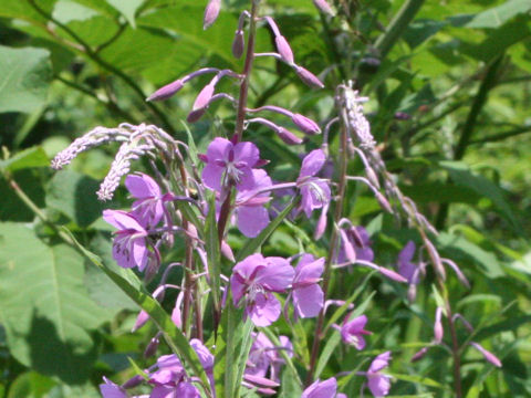 Chamaenerion angustifolium