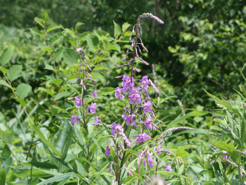 Chamaenerion angustifolium