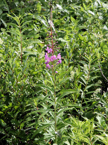 Chamaenerion angustifolium