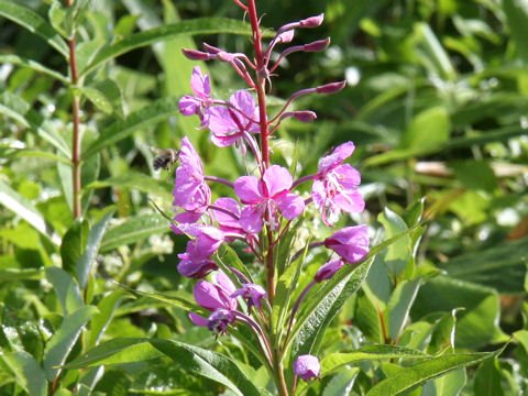 Chamaenerion angustifolium