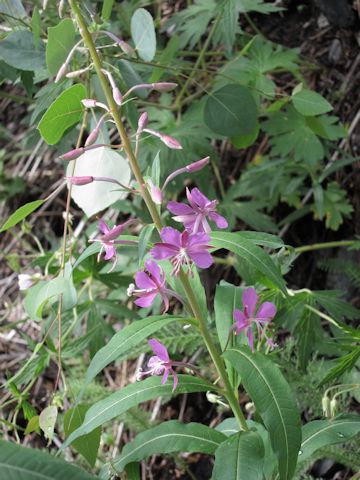 Chamaenerion angustifolium