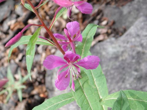 Chamaenerion angustifolium