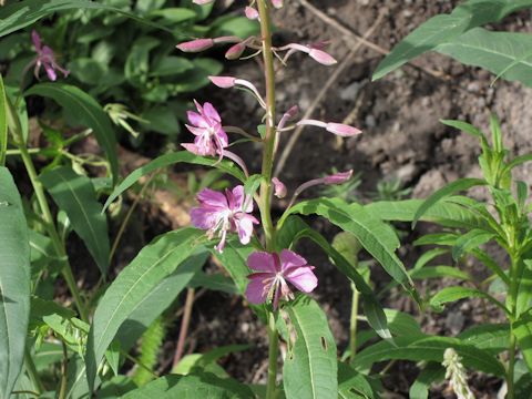 Chamaenerion angustifolium