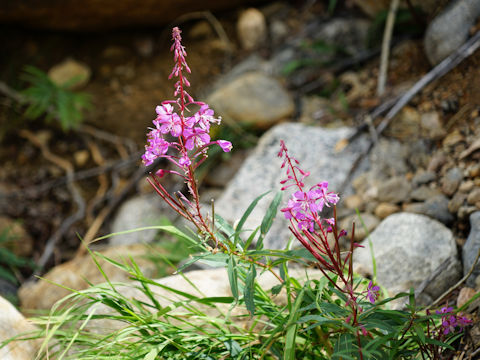 Chamaenerion angustifolium