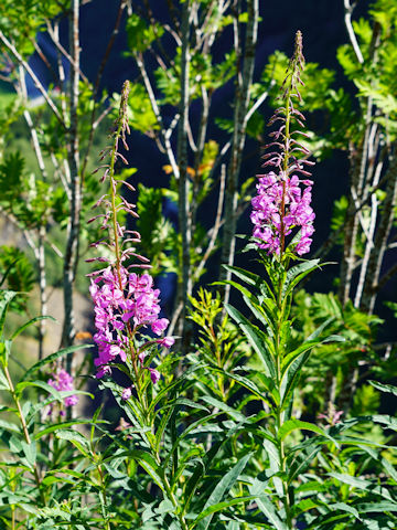 Chamaenerion angustifolium