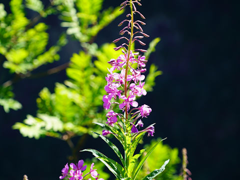 Chamaenerion angustifolium