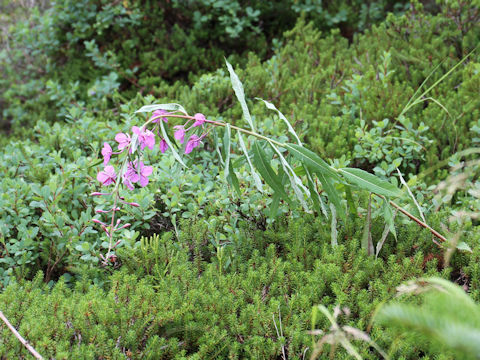 Chamaenerion angustifolium