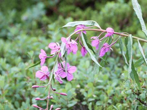 Chamaenerion angustifolium