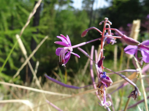 Chamaenerion angustifolium