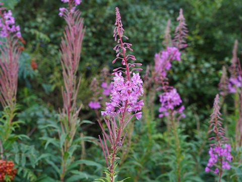 Chamaenerion angustifolium