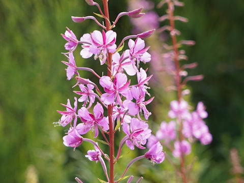 Chamaenerion angustifolium