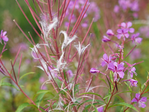 Chamaenerion angustifolium