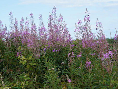 Chamaenerion angustifolium