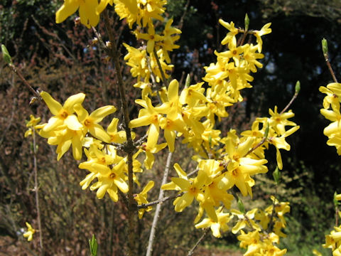 Forsythia japonica