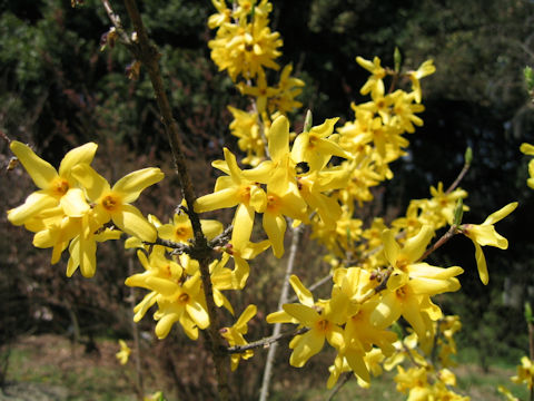 Forsythia japonica