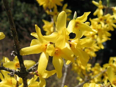 Forsythia japonica