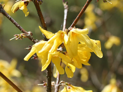 Forsythia japonica