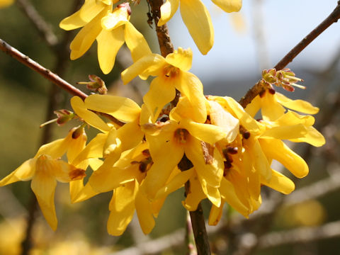 Forsythia japonica