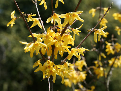 Forsythia japonica