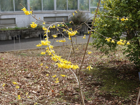 Forsythia japonica