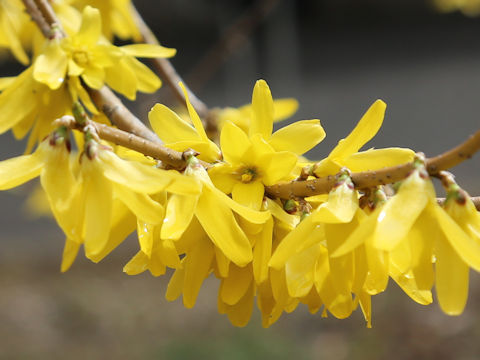 Forsythia japonica