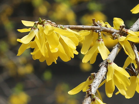 Forsythia japonica