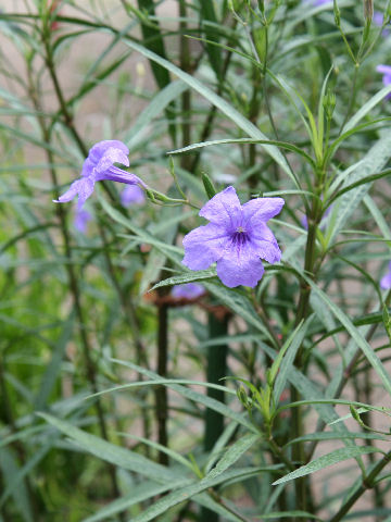 Ruellia brittoniana