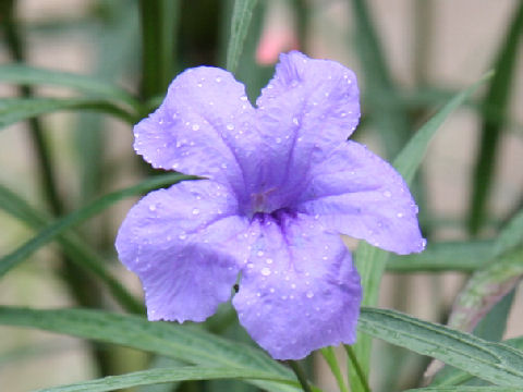 Ruellia brittoniana