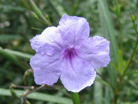 Ruellia brittoniana