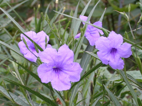 Ruellia brittoniana