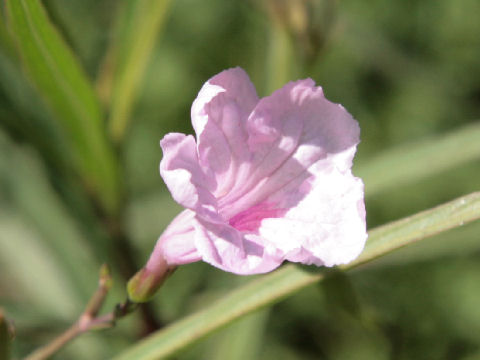 Ruellia brittoniana