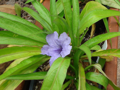 Ruellia brittoniana