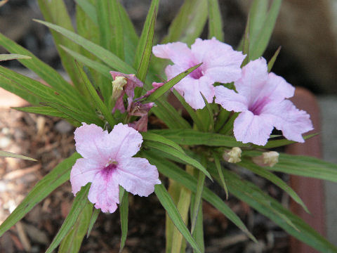 Ruellia brittoniana