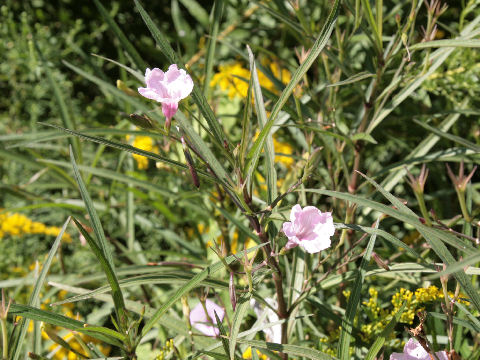 Ruellia brittoniana