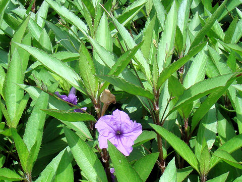 Ruellia brittoniana