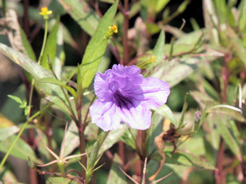 Ruellia brittoniana