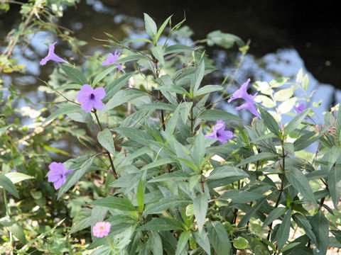 Ruellia brittoniana