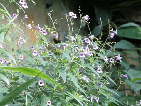 Ruellia brittoniana